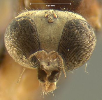 Media type: image; Entomology 9072   Aspect: head frontal view